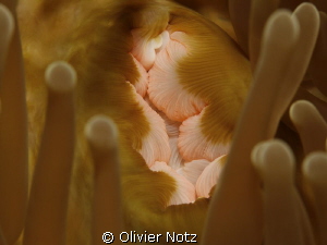 Magnificent Anemone by Olivier Notz 